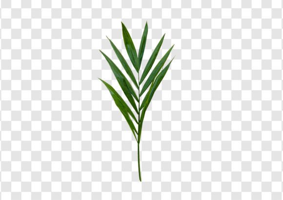 2251 Decorative Plant Leaves Isolated: A Versatile Resource for Modern Designers and Creators
