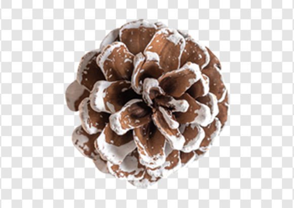 2280 Decorative Pine Cone Isolated: A Versatile Design Element for Modern Creativity