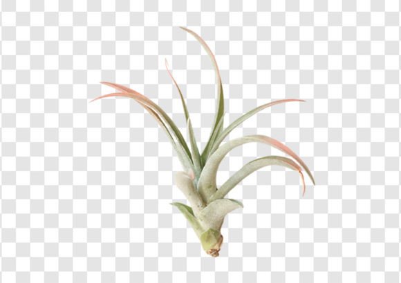 2297 Decorative Plant Isolated