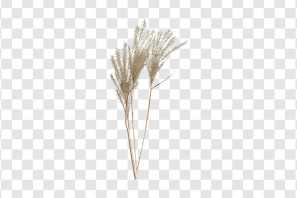 645 Decorative Dried Plant Isolated – A Strategic Tool for Creative and Professional Projects