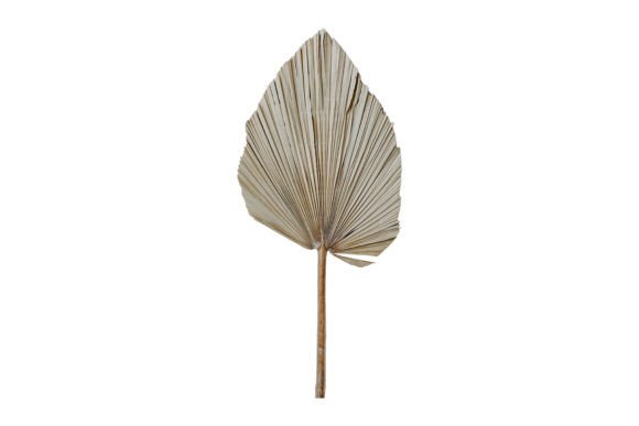 Transform Your Design Projects with the 334 Dried Decorative Leaf Isolated Resource